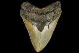 Fossil Megalodon Tooth - North Carolina #109777-1